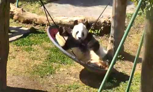 Giant Pandas (Соединённые Штаты Америки)